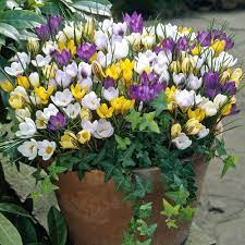 Shop For This Mix Of Winter Flowering Crocus Bulbs Online In The Uk A Colourful Bright Mixture Winter Container Gardening Crocus Bulbs Planting Daffodil Bulbs
