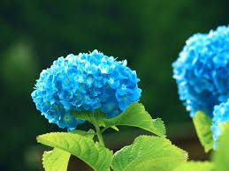 紫陽花の毒を犬や猫が食べたら 葉っぱを何枚で致死量に