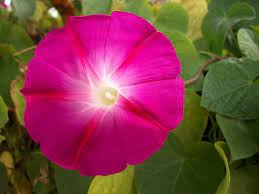Pink Morning Glory Flowers Morning Glory Nouveau Tattoo