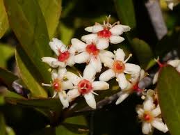 Image result for Putterlickia