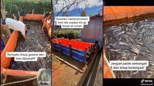 Manfaatkan Waktu Luang Ternak Lele Seorang Suami Bisa Raup Keuntungan Rp 1 Juta Tiap Panen Tribunnews Com Mobile