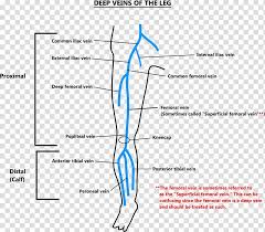 deep vein thrombosis human leg femoral vein deep