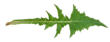 The leaves are excellent in salads, especially when harvested in the spring and early summer. Feasting On Dandelions