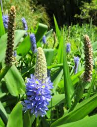 Image result for Pontederia