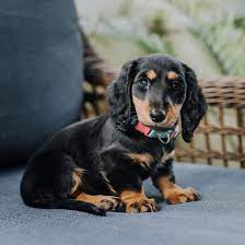 Adopting your dachshund from a shelter or rescue can save a life. Dachshund Breeders Puppies For Sale In California
