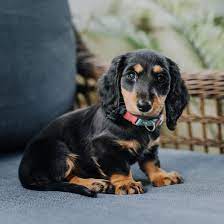 Maybe you would like to learn more about one of these? 1 Dachshund Puppies For Sale By Uptown Puppies