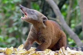 Ven y disfruta de las mejores alitas de imbabura , la mejor atención el mejor lugar no te puedes perder de las mejores promociones. Nasua Nasua