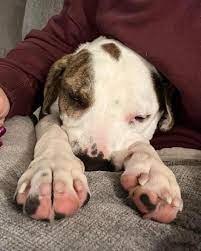 Lost Paws Animal Rescue added a... - Lost Paws Animal Rescue