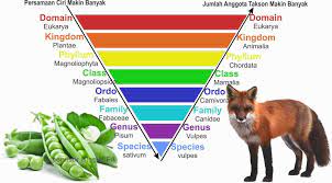 Maybe you would like to learn more about one of these? Macam Macam Tingkatan Takson Dalam Sistem Klasifikasi Makhluk Hidup Biologijk