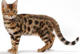 Problems such as a cat losing hair can have multiple causes including parasites, illness, allergy and stress. 25 Cats That Don T Shed Easy Grooming And Cleaning Pawsome Kitty
