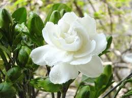 National Flower Of Pakistan Jasmine Flower Flowers Beautiful Flowers
