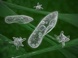 Check spelling or type a new query. Multicellular Vs Unicellular Organisms Biology Wise