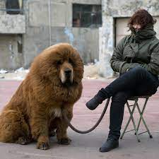 How much does a tibetan mastiff cost in the united states? Once Prized Tibetan Mastiffs Are Discarded As Fad Ends In China The New York Times