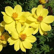 Sulphur Cosmos Seeds Dwarf Lemon Cosmos Plant Flower Seeds Cosmos Flowers