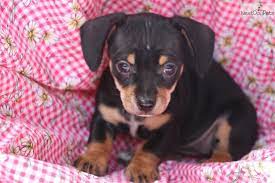 Meet Chiweenies A Cute Dachshund Mini Puppy For Sale For 400 Chiweenies Ready Soon Mini Puppies Chiweenie Puppies Chiweenie