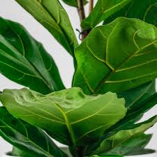 Spider mites especially like the undersides of leaves, so check those leaves, top and bottom! Fiddle Leaf Fig Ficus Lyrata Oxy Plants