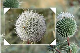 نباتات برية فلسطينية youtube