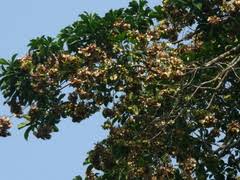 Image result for Petersianthus macrocarpus