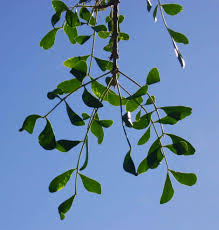 Image result for Ptaeroxylon obliquum