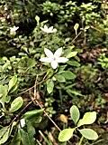 Image result for Psychotria articulata