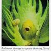 Pests and diseases are part of the natural environmental system. 1