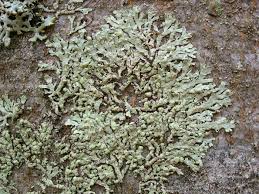 Image result for Melinis ambigua