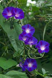 Garden Canes At Asda Gardenvinesspring Morning Glory Flowers Beautiful Flowers Love Flowers