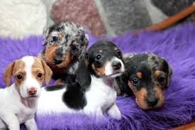 This lovable pup is currently searching for a good, loving. Sk Dox Akc Mini Dachshund Breeder Of Akc Miniature Dachshund Puppies Minnesota Puppies For Sale Facebook
