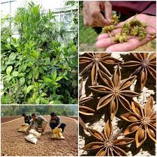 Epingle Sur Epices Et Aromates