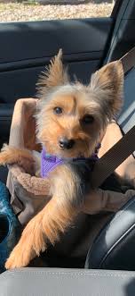 Maltipoo puppy cut and rehoming in Los Angeles