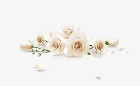 Derrama Rosas Blancas Derramado Rosa Blanca Rosas Png Y Psd Para Descargar Gratis Pngtree White Flower Png White Roses Instagram Wallpaper