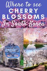 Where To See Cherry Blossoms In Korea In 2020 South Korea Travel Korea Travel Seoul Korea Travel