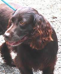 Boykin Spaniel Dog For Adoption In Marble North Carolina Buddy In Marble North Carolina Dog Adoption Rescue Dogs For Adoption Boykin Spaniel