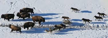 Wolves are mainly hunted for sport, for their skins, to protect livestock, and, in some rare cases, to protect humans. Utah Researchers Learn Secrets Of Wolf Hunting Habits In Yellowstone Recreation Standard Net