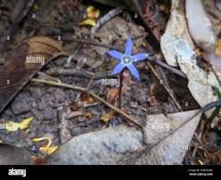 Image result for Voyria