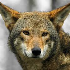 How Do Zoos Help Endangered Animals Endangered Animals Rare Animals Extinct Animals