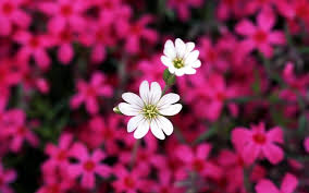 10 Top Flower Backgrounds For Computer Full Hd 1080p For Pc Background 2018 Free D Beautiful Flowers Images Beautiful Flowers Pictures Flower Desktop Wallpaper