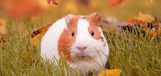 They like to eat crickets, superworms, grasshoppers, and small roaches. 7 Low Maintenance Pets That Like To Cuddle
