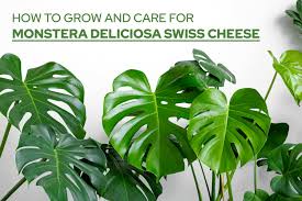 Image result for Monstera