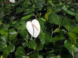 Anthurium Anthurium Hawaii