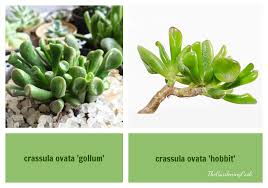 Image result for Crassula hobbit