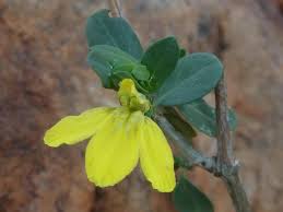 Image result for Justicia odora