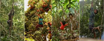 All three require their fare share of care but they will reward you with an abundance of fruit in a relatively short time. Back To The Trees Of Humand Tree Climbing Fingerschinder