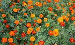 Marigolds Pleasing Prolific Flowers That Naturally Repel Pests Epic Gardening A wide variety of artificial marigold decorative flower strings options are available to you, such as occasion, type. marigolds pleasing prolific flowers