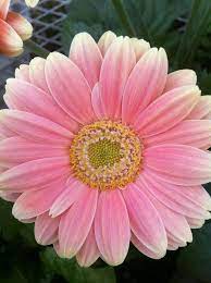 Pin By Mona Moni On Gerbere Gerbera Daisy Daisy Art Gerbera