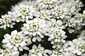 White Flowers Candytuft Proven Winners Beris Sempervirens Zones 5 To 9 Like A Late Snowfall Candytuft Brings F White Flowering Plants White Flowers Flowers