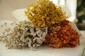 Check spelling or type a new query. Fresh Cut Flowers Limonium Mix Colors Forever Preserved Dried Limonium Flower From Kunming Buy Preserved Statice Flowers Dried Flowers Preserved Limonium Plumbaginaceae Preserved Flowers Dried Limoniun Preserved Flowers Product On Alibaba Com