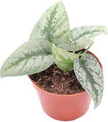 These are important because they will produce leaves and, more importantly, roots. Amazon Com Scindapsus Pictus Exotica 6 From California Tropicals Garden Outdoor