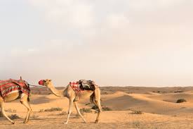 The best of the arabian desert can be experienced at this property as you are welcomed by the warm and hospitable people. Al Maha Desert Resort Spa The Getaway Edit