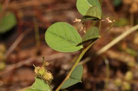 Image result for Indigofera adenoides